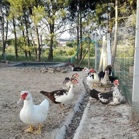 Quinta Dos Passarinhos *